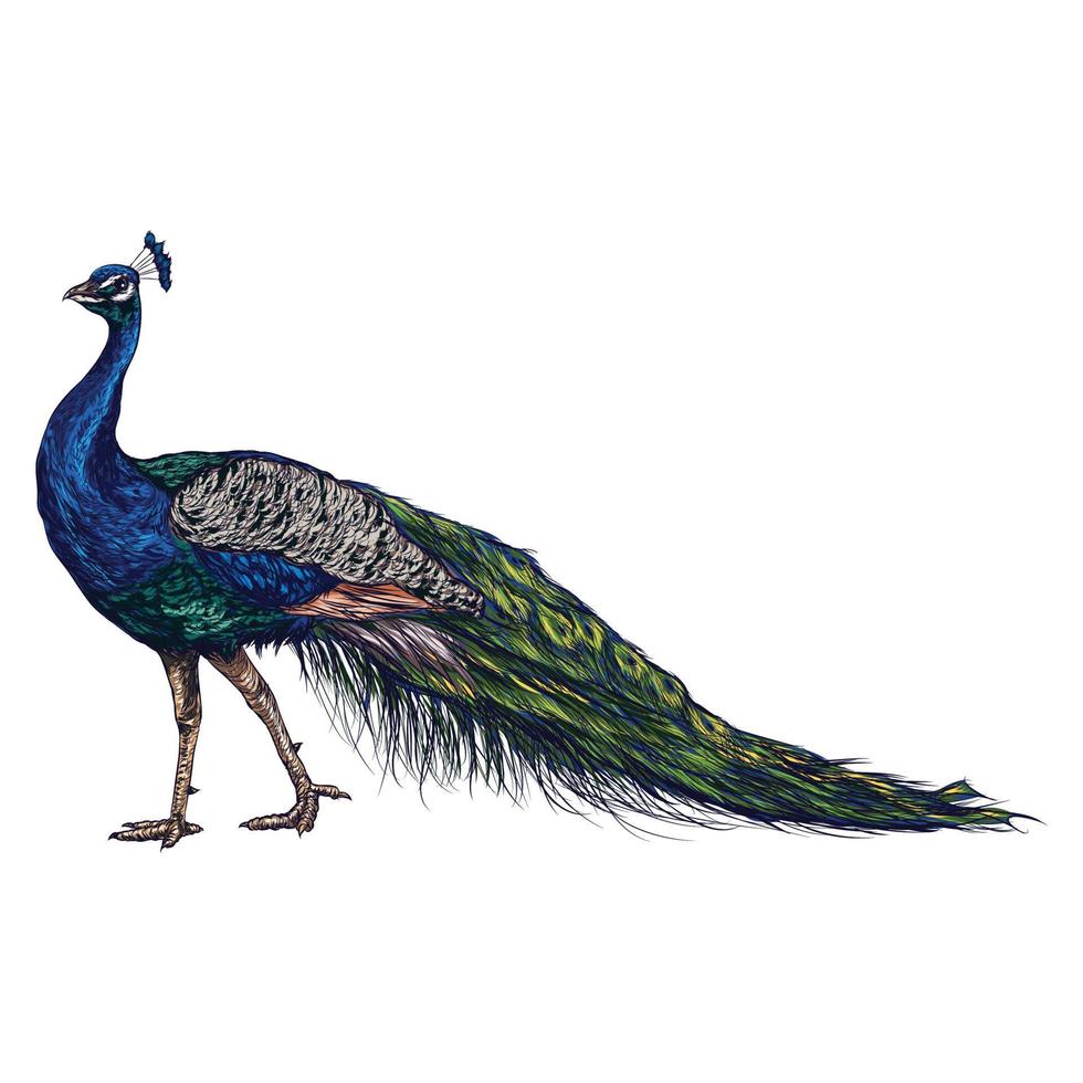 peacock bird on a white background, watercolor hand drawing vector