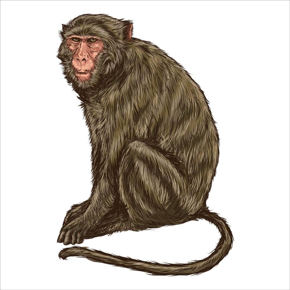 Vector antique engraving drawing illustration of monkey isolated on white background