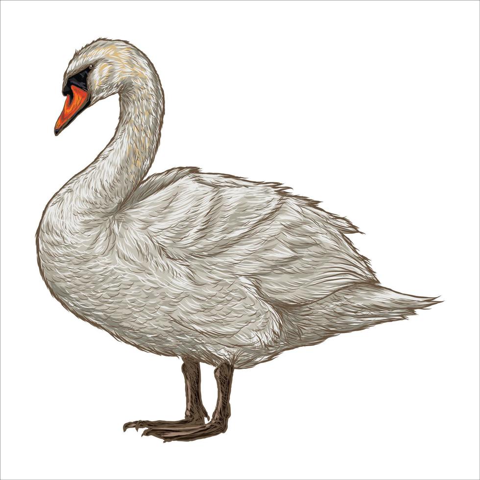 White swan isolated on white background vector