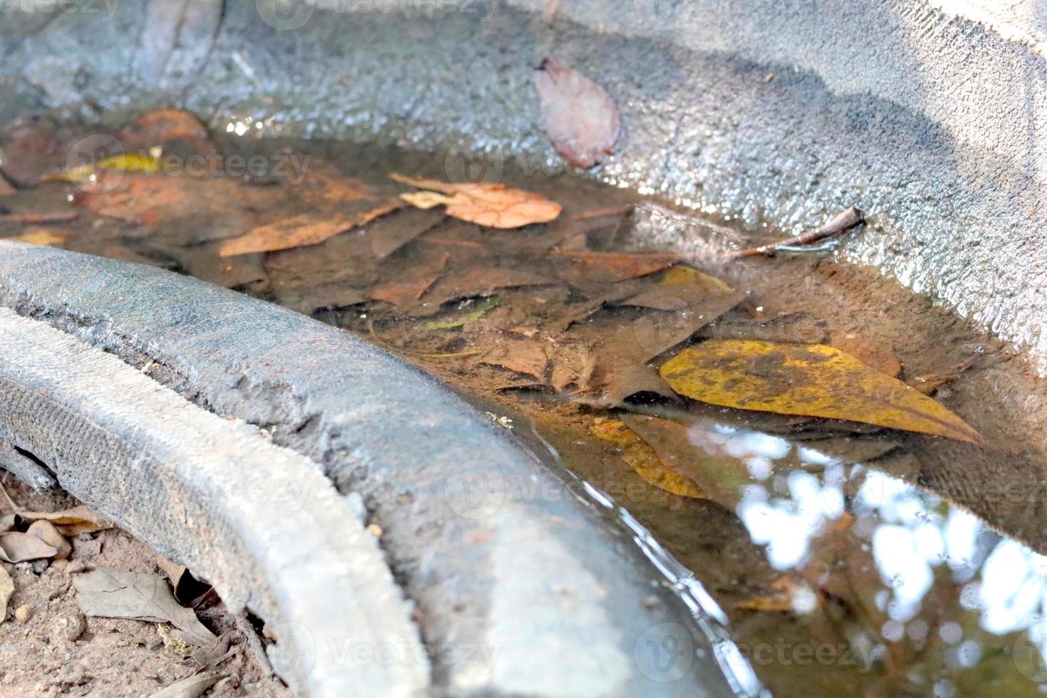 agua en el bandeja en bosque, cuales es un cría suelo para mosquitos y se extiende enfermedad. foto