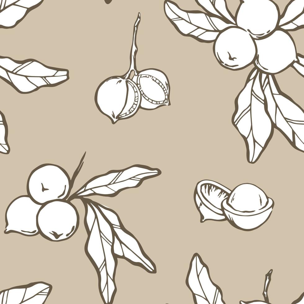 Macadamia seamless pattern. Nuts, seeds, branch and leaves drawing on beige background. Vector illustration.