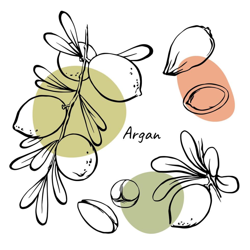 Argan nuts on branch with leaves and seed line art drawing collection. Hand drawn vector design elements set with abstract color spots. Illustration for argan oil and cosmetic package design.