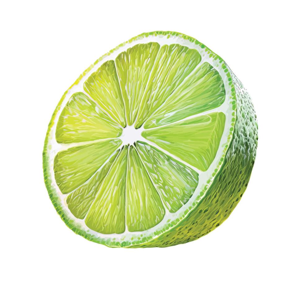 Watercolor lime slice vector