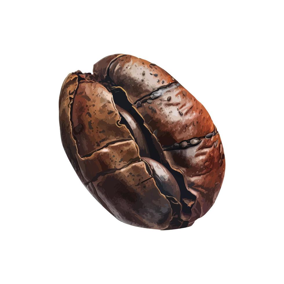 Watercolor coffee bean vector