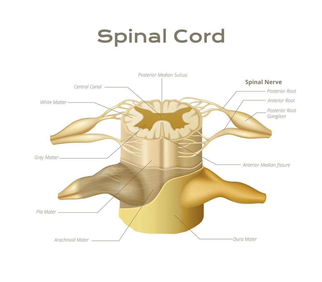 anatómico espinal cable infografia vector