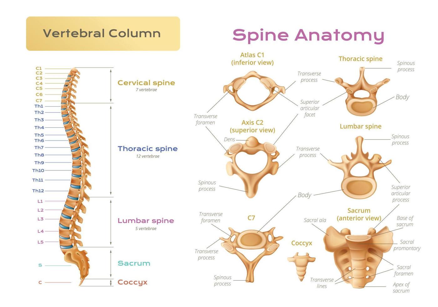 Vertebral Column Spine Infographics vector