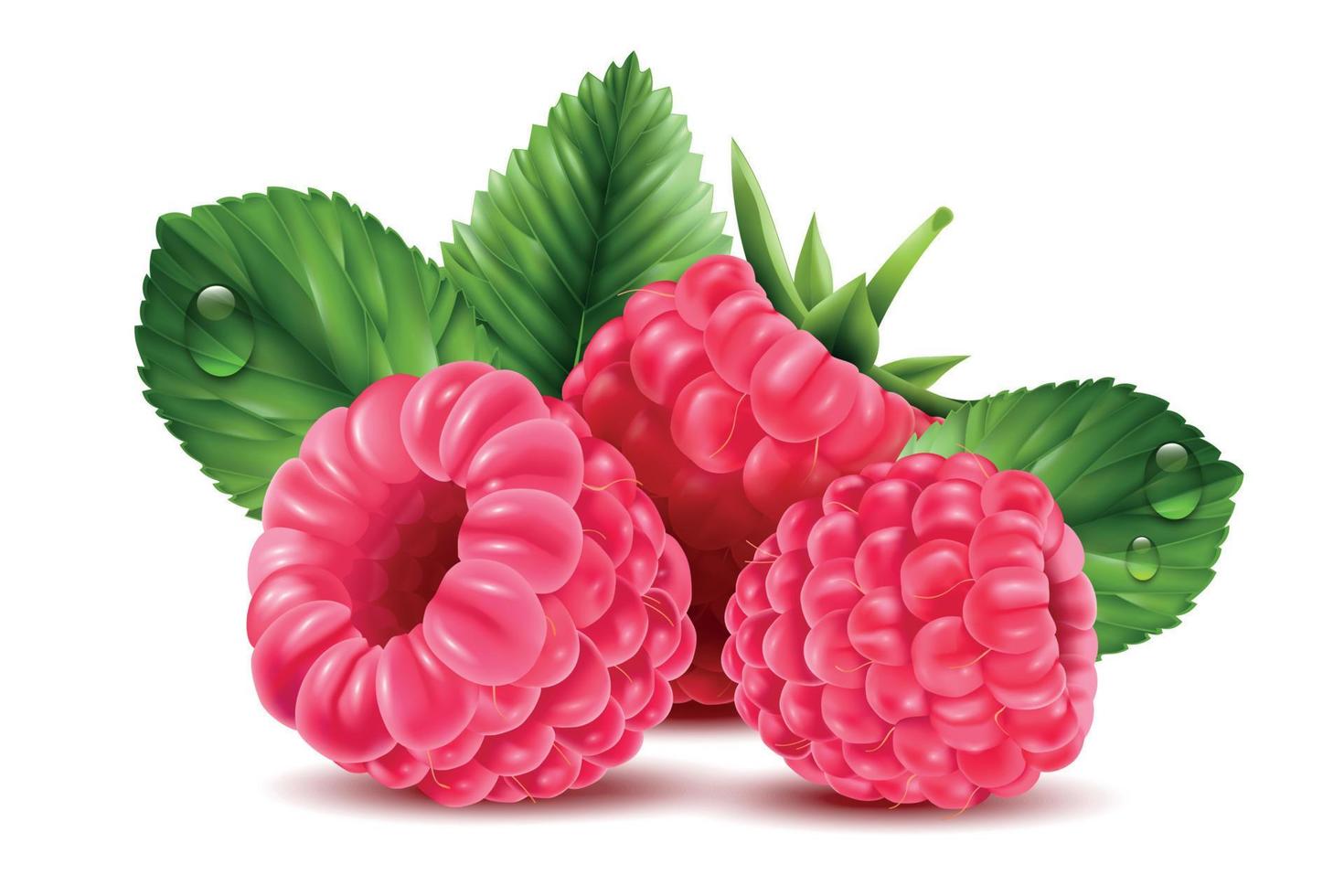 Realistic Raspberry Composition vector