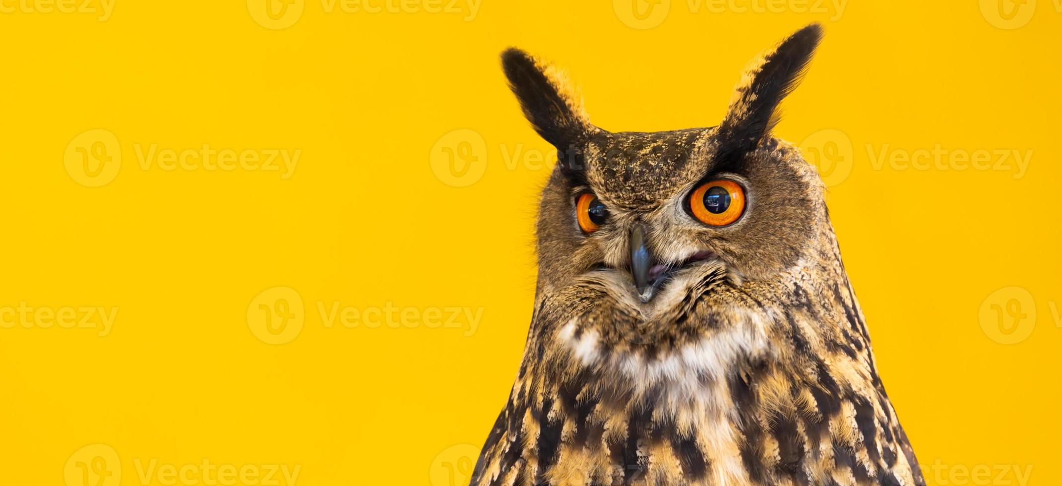 Owl closeup looking at the camera. One animal, nobody, concept for wildness and wildlife. photo