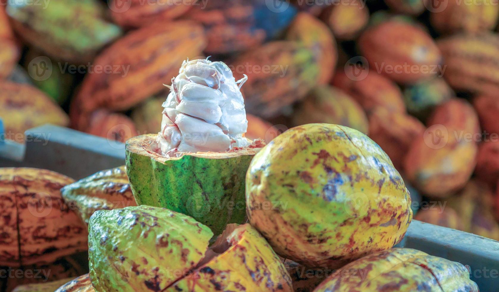 cortar por la mitad vainas de cacao maduras o frutos de cacao amarillo cosechar granos de cacao para enviar a la fábrica de chocolate foto