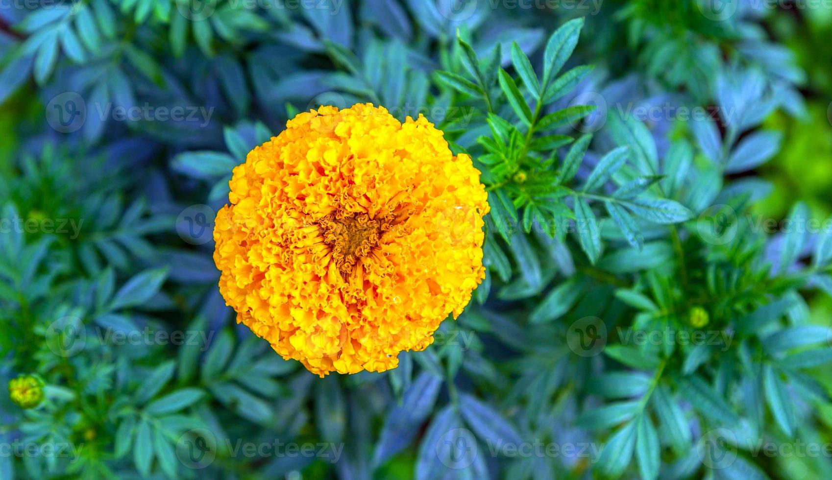 Marigold flowers in a field on a day without the sun agricultural field with blooming yellow marigoldflowers in the countryside photo