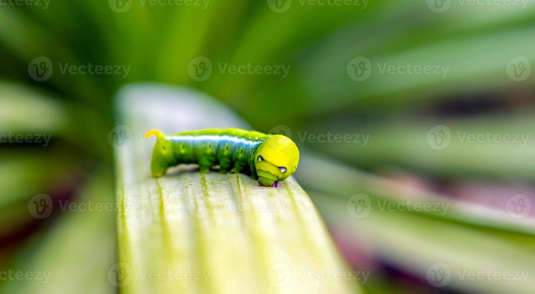 Bright green butterfly caterpillar with big eyes.The big green caterpillar in nature photo