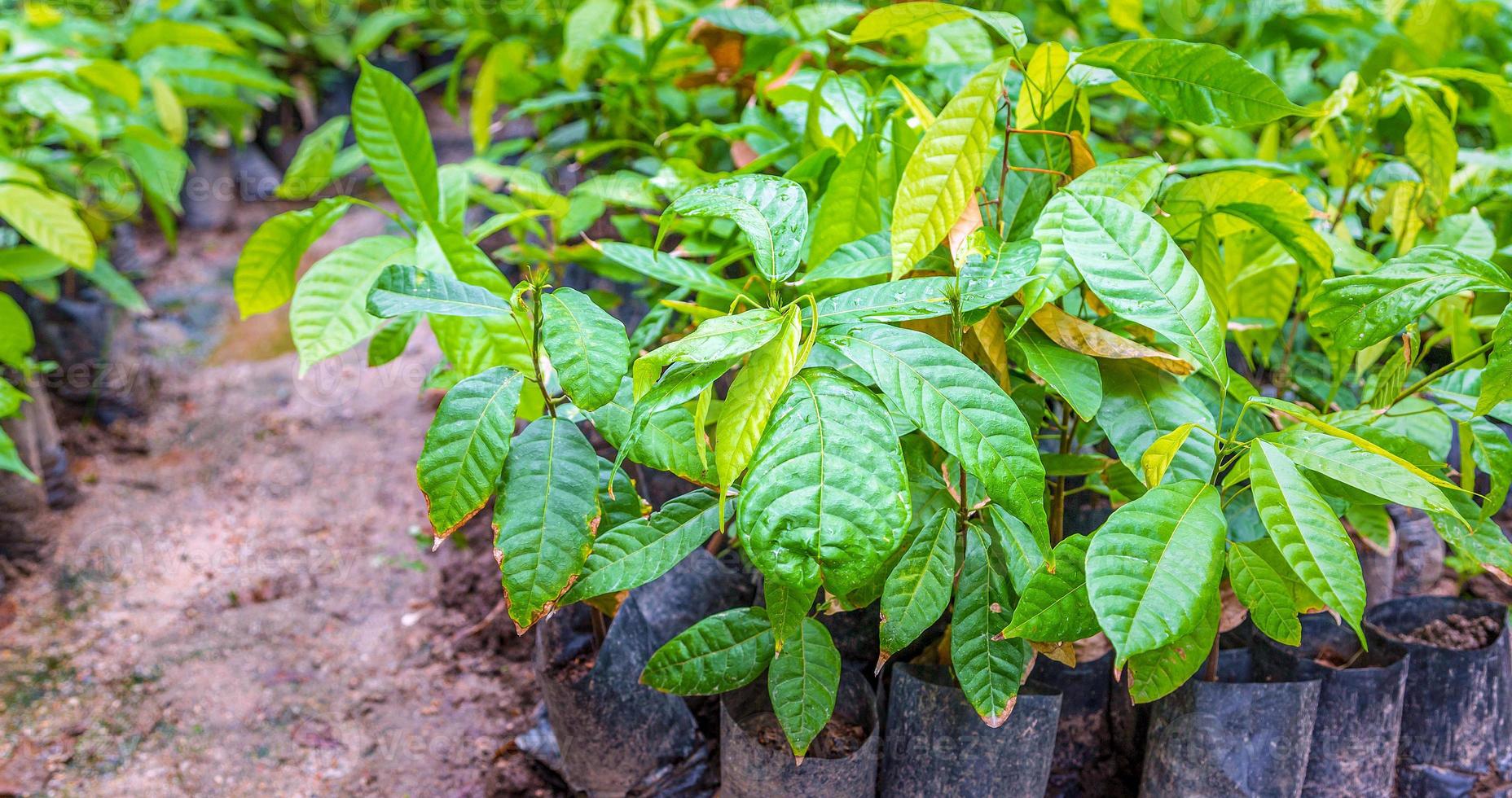 Seedlings of cocoa trees in the nursery to prepare for planting photo