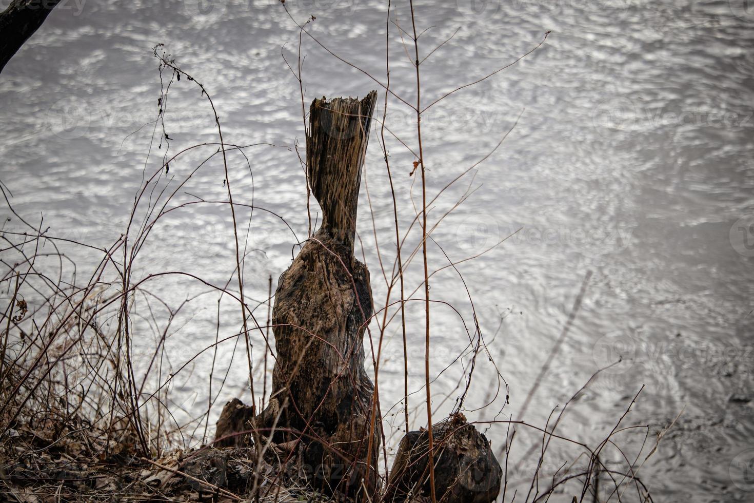 castor mordido árbol tocón con un Delgado parte de sobrante madera rodeado por largo seco césped en naturaleza cerca río foto