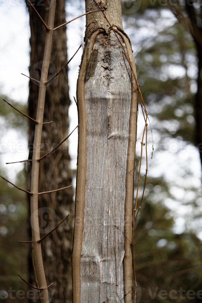 Section of tree trunk with visible lines of inside wood texture standing in city park photo