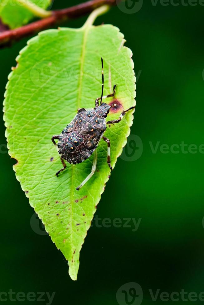 Close up of a Brown Marmorated Stink Bug on a green leaf photo