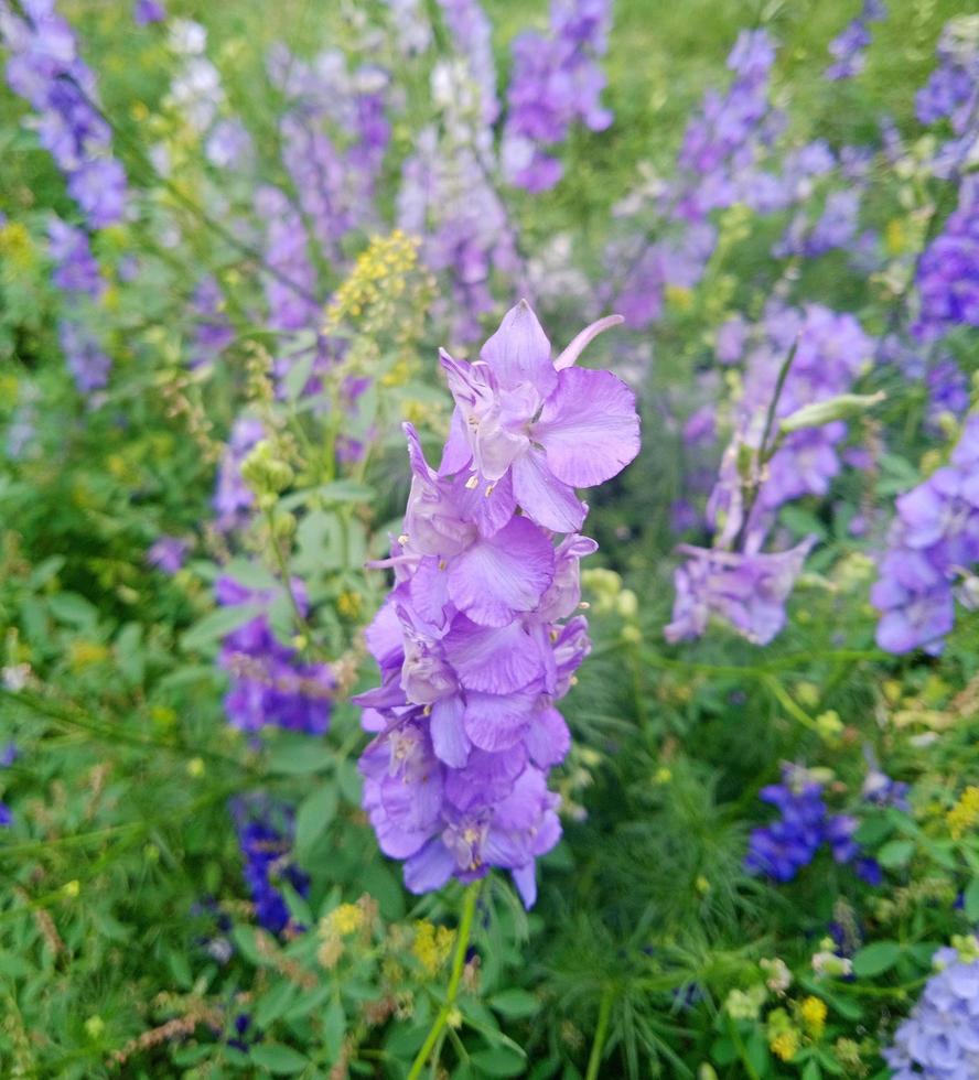 purple flower plant photo