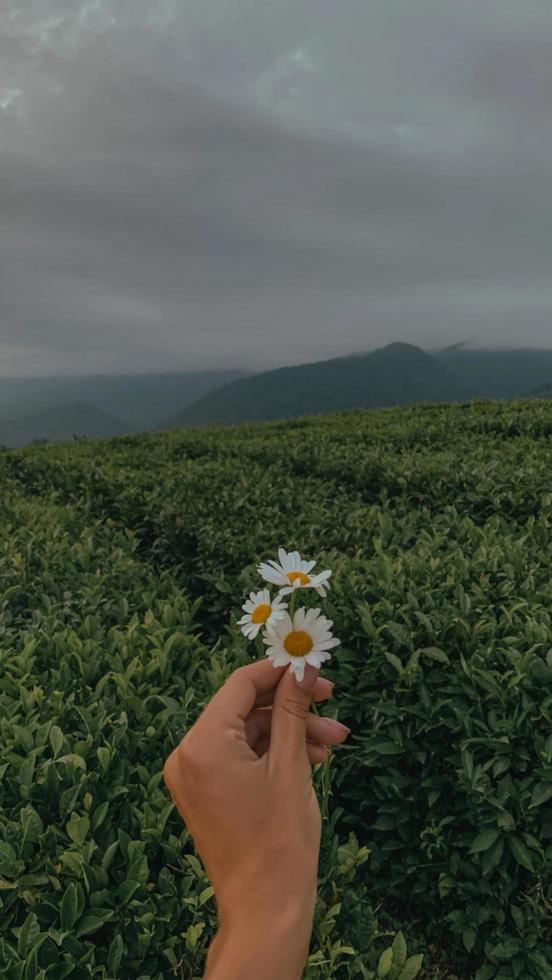 flower in hand photo