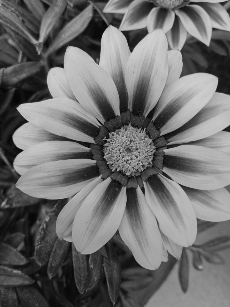 Gazania rigens black and white flower photo