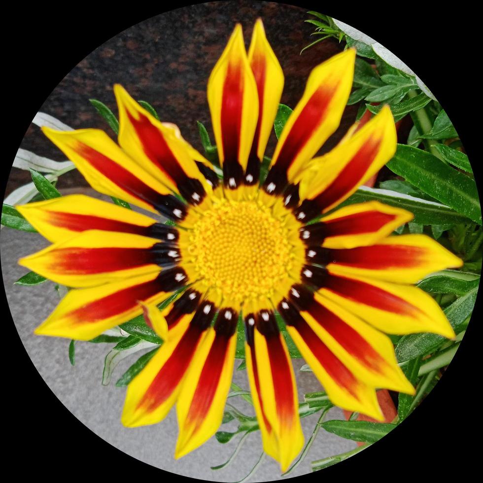 yellow flower in circle frame photo