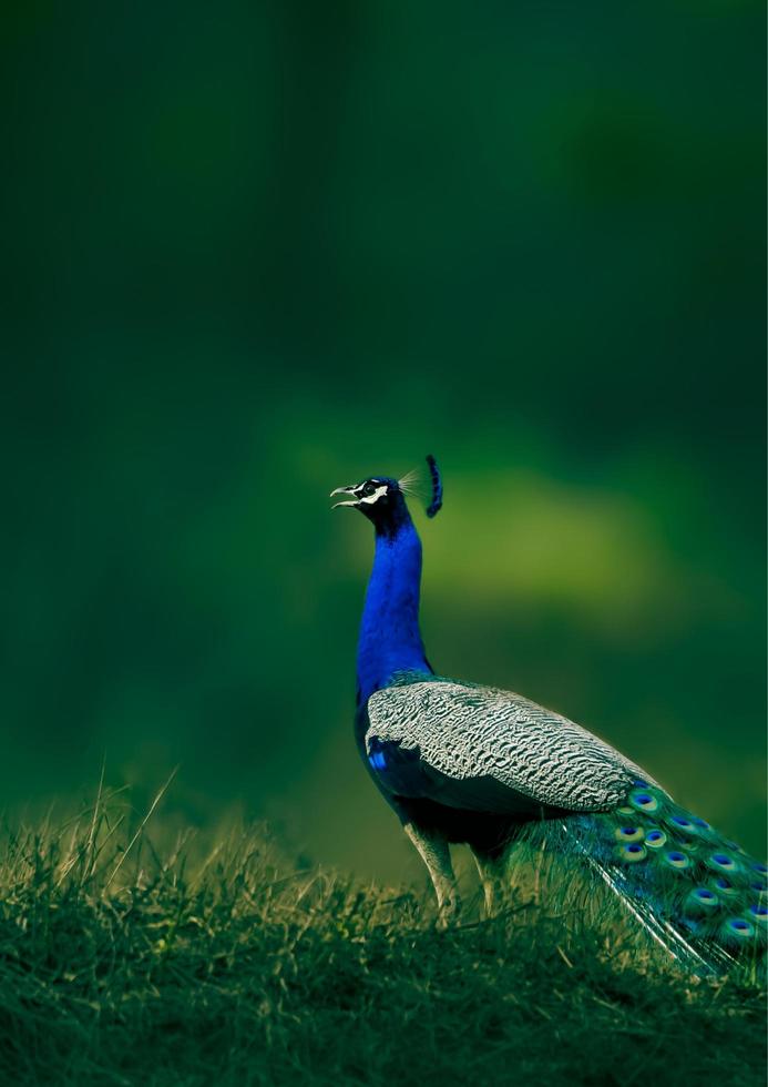 peacock background photo