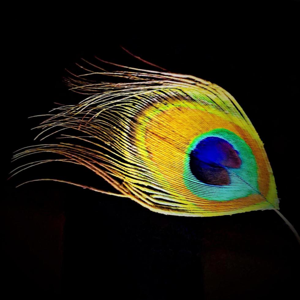 Peacock feather close-up photo