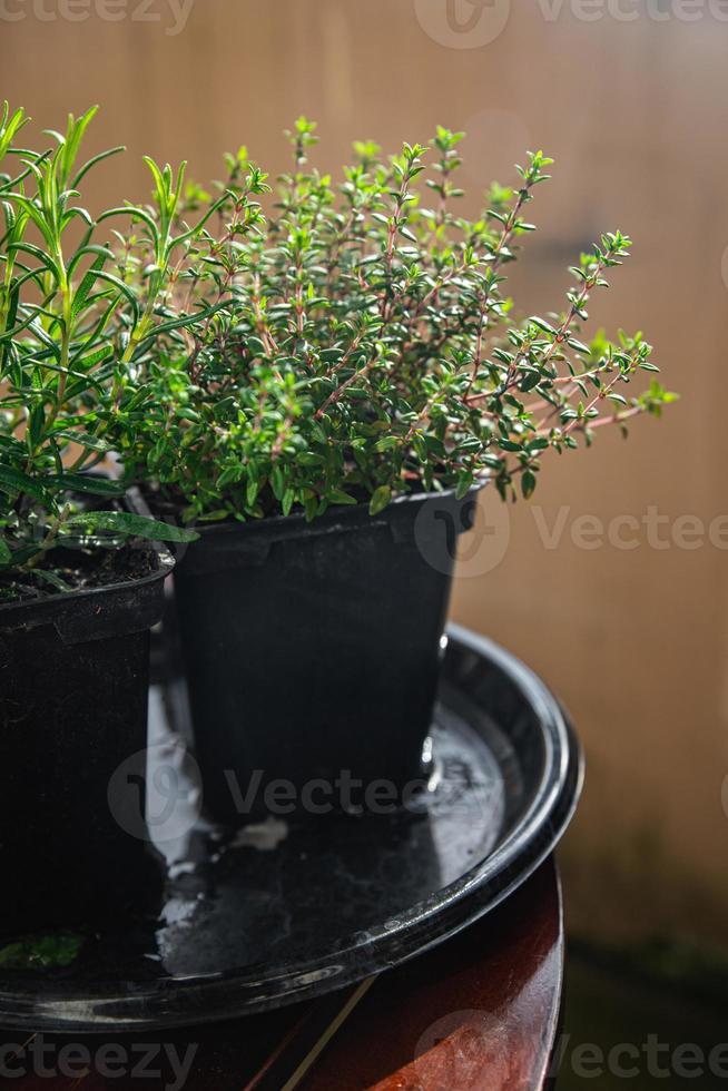 thyme in pot spice indoor plant  healthy meal food snack on the table copy space food background rustic top view photo