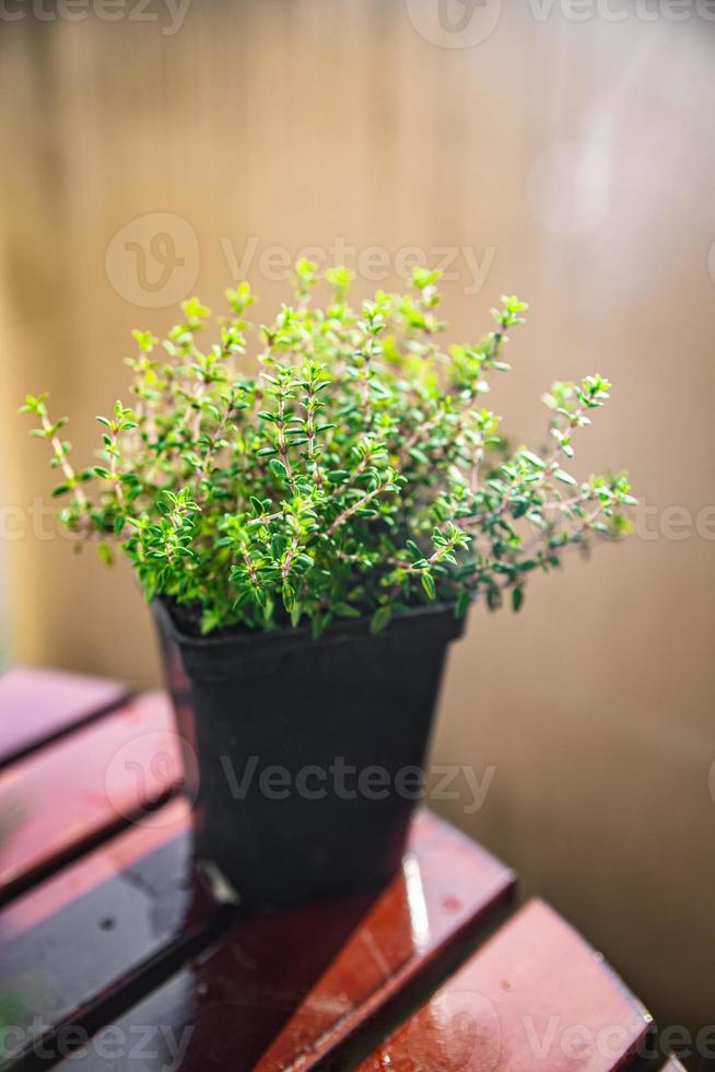 thyme in pot spice indoor plant  healthy meal food snack on the table copy space food background rustic top view photo