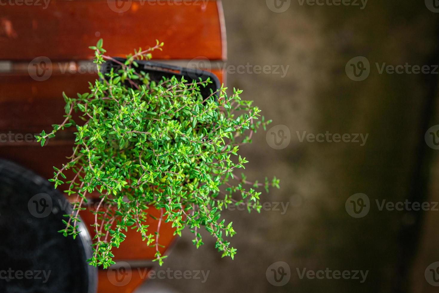 thyme in pot spice indoor plant  healthy meal food snack on the table copy space food background rustic top view photo