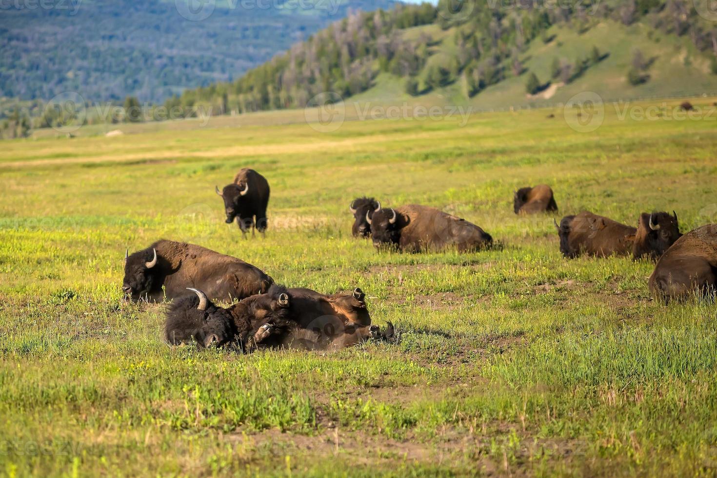 bisontes con paisaje de amarillo Roca nacional parque foto