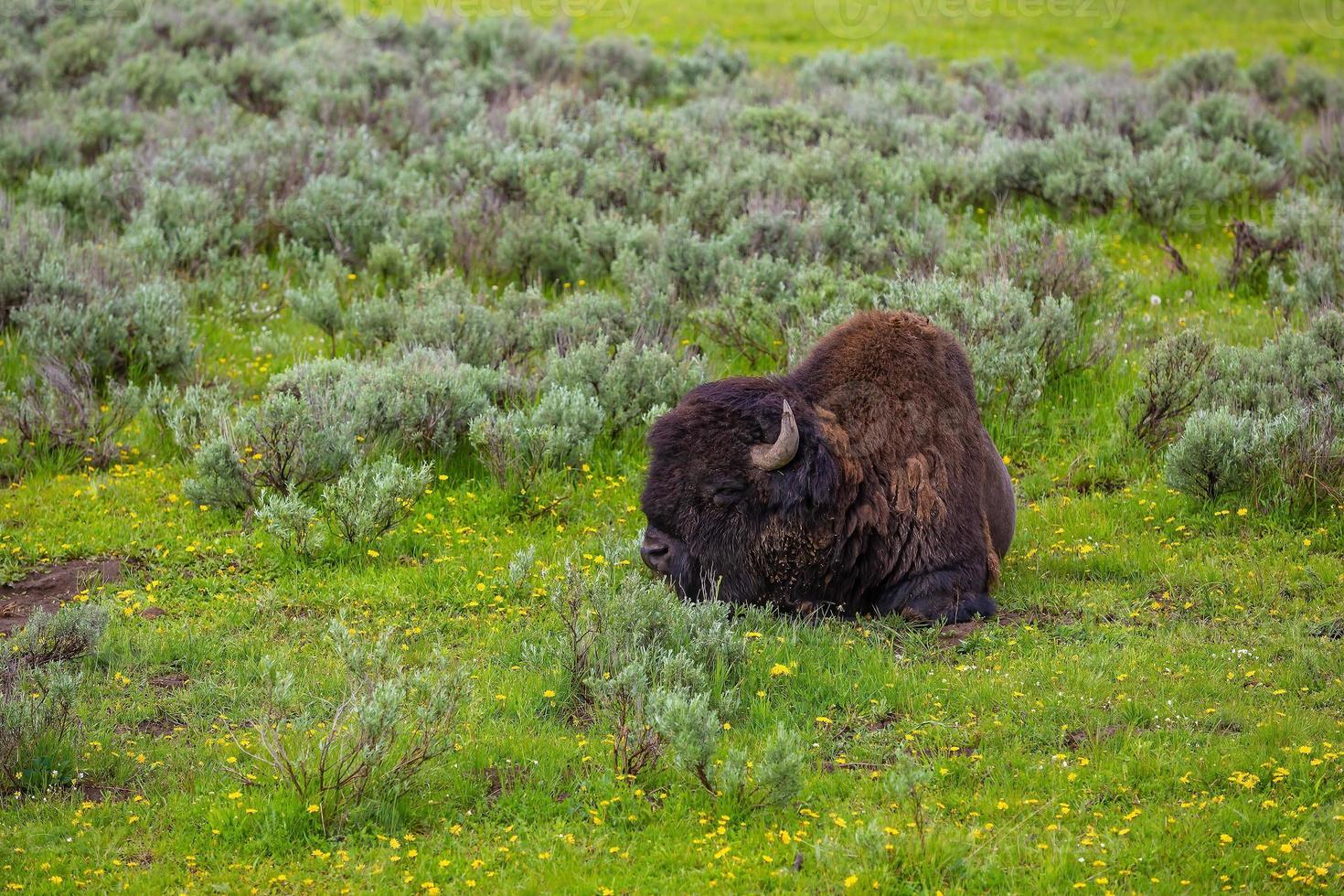 Bisons with landscape of  Yellow Stone National Park photo