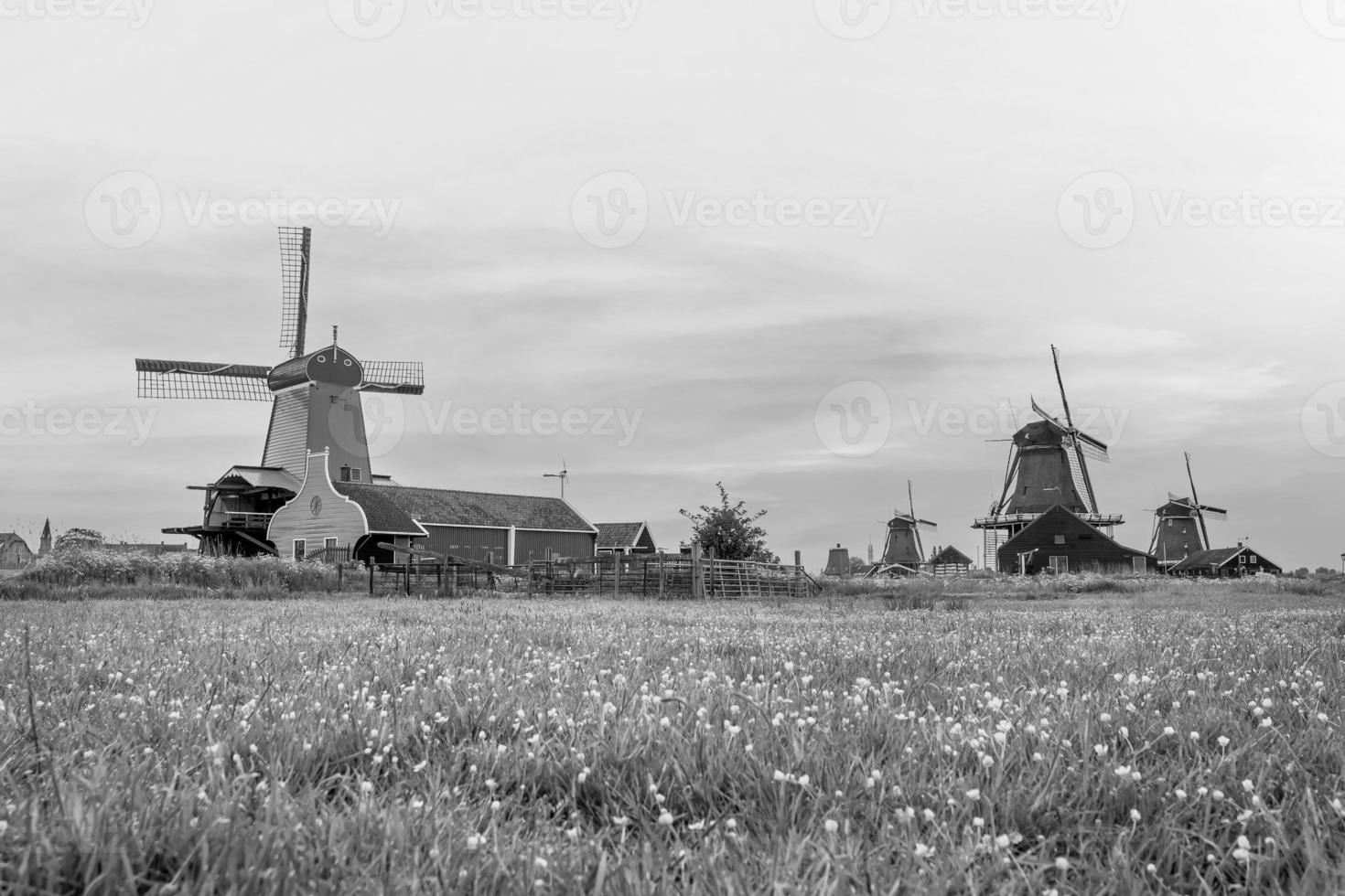 Traditional old village with dutch windmills in Amsterdam, Netherlands photo