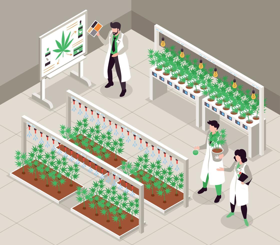 Cannabis Cultivation Isometric Background vector