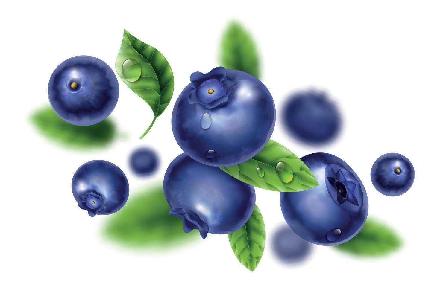 Blueberries Realistic Illustration vector