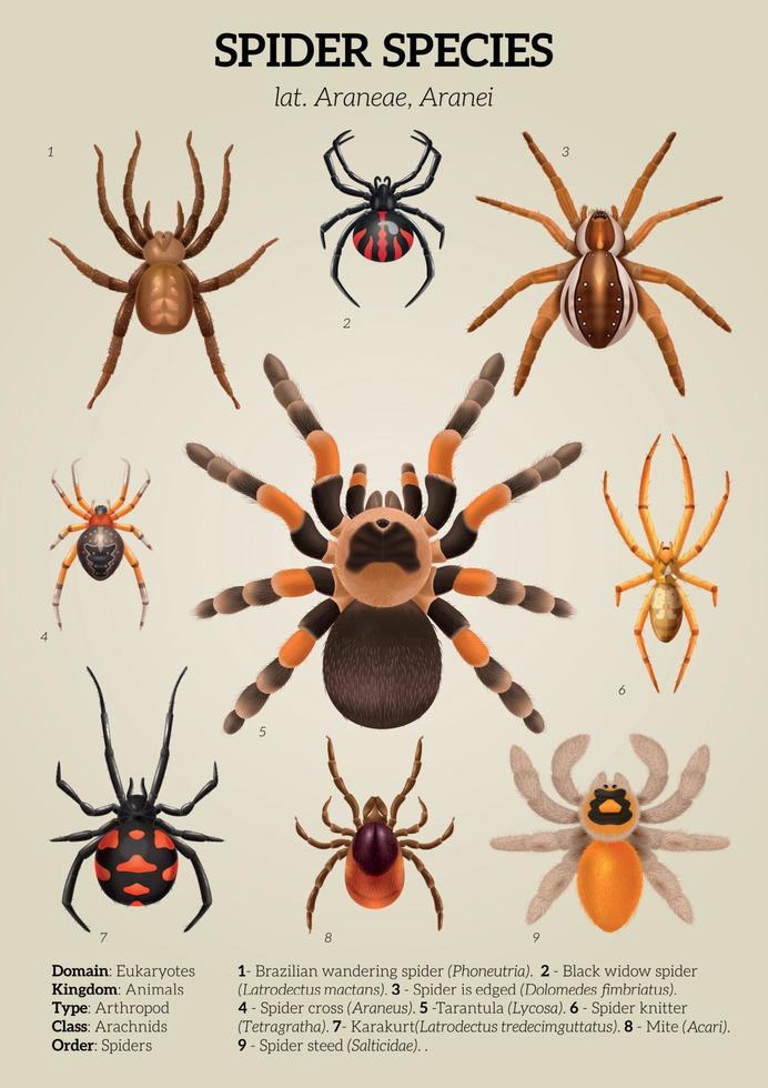 Realistic Spiders Diagram Composition vector