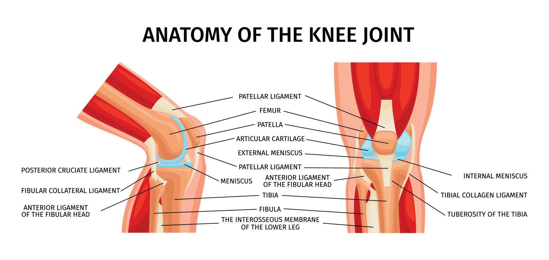 Knee Joint Anatomy Infographics vector