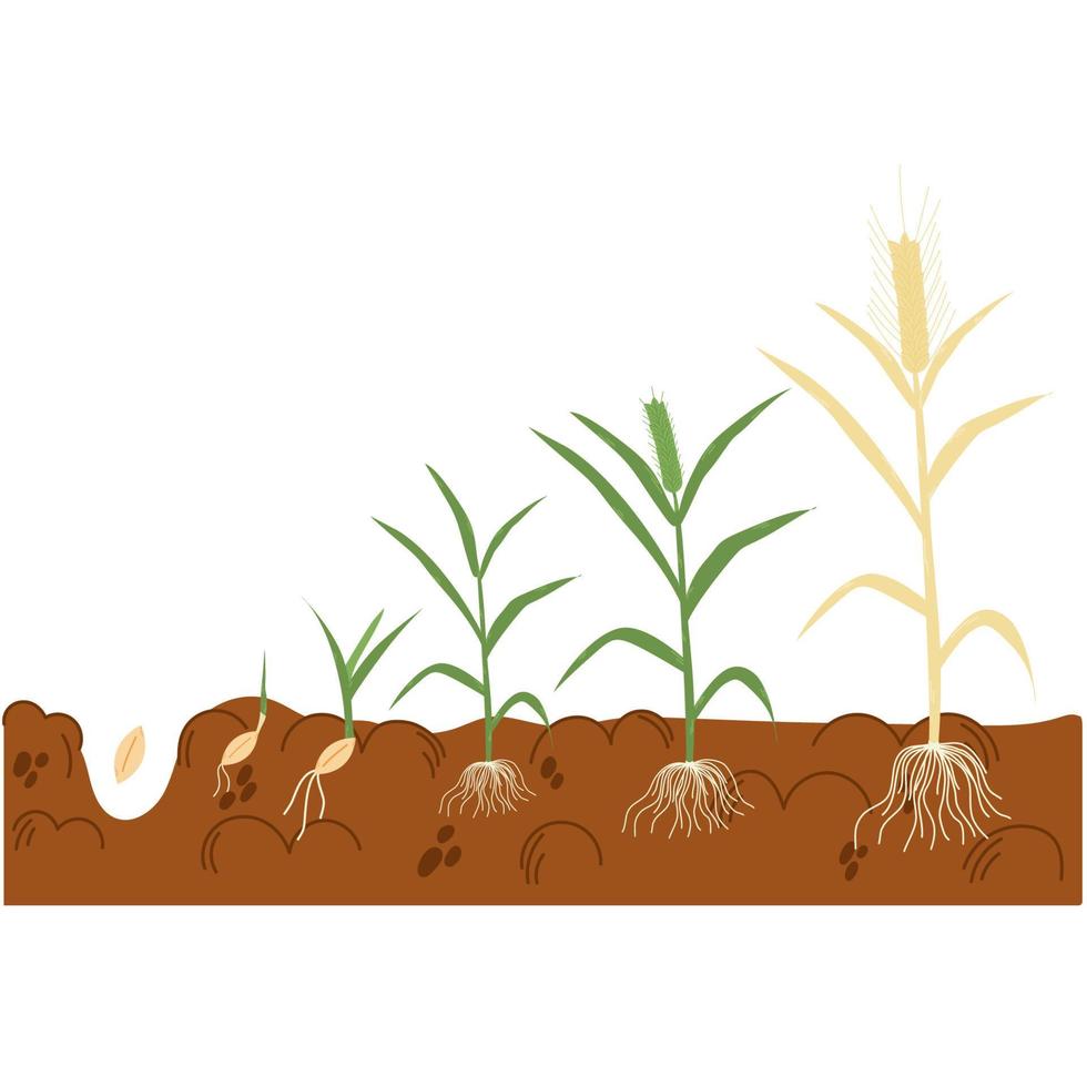 Stage of wheat growth.Process of development of seedlings of cereals from seed to ripening ears. How cereals grow. vector