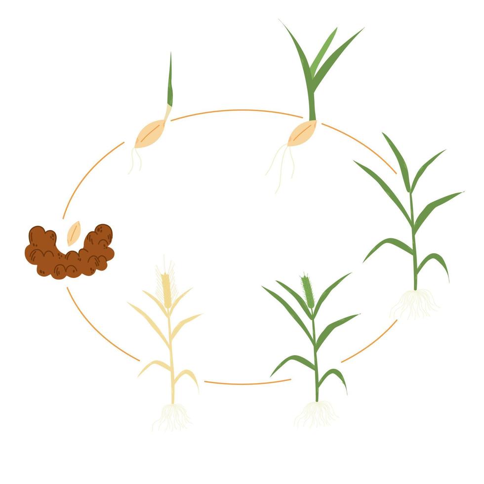 Stage of wheat growth.Process of development of seedlings of cereals from seed to ripening ears. How cereals grow. vector