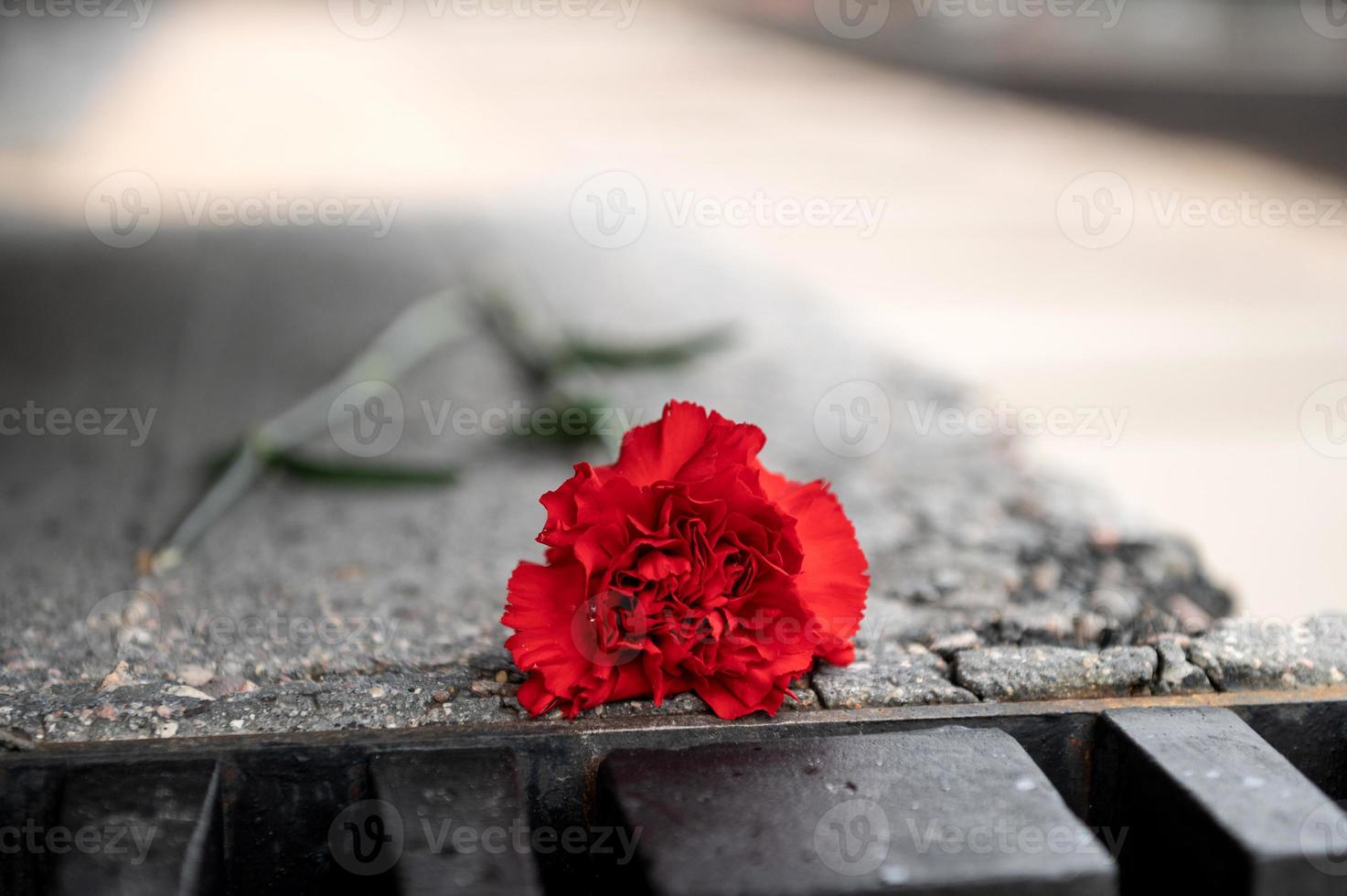 Red carnation flower laid on a black marble slab photo