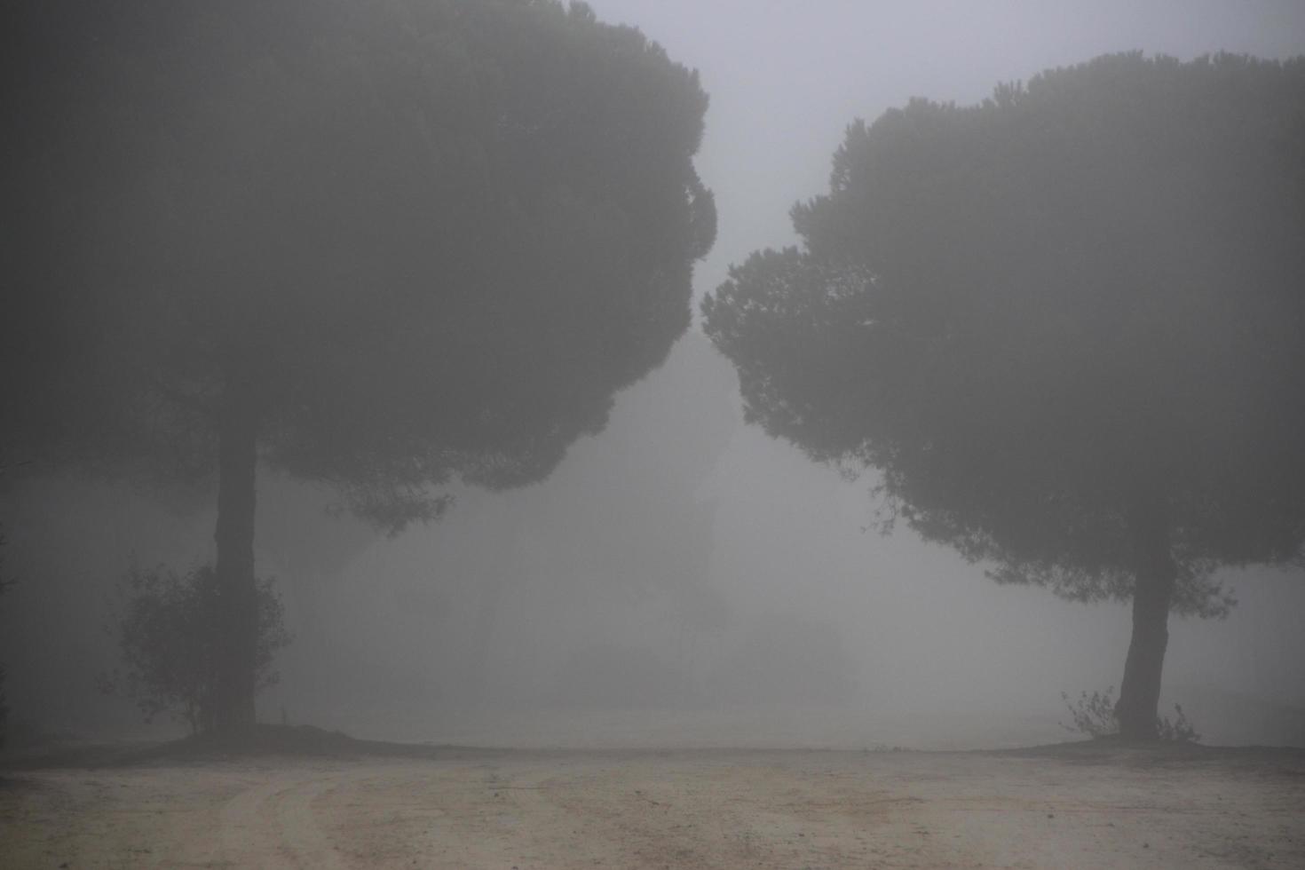 forest with fog and nostalgia photo