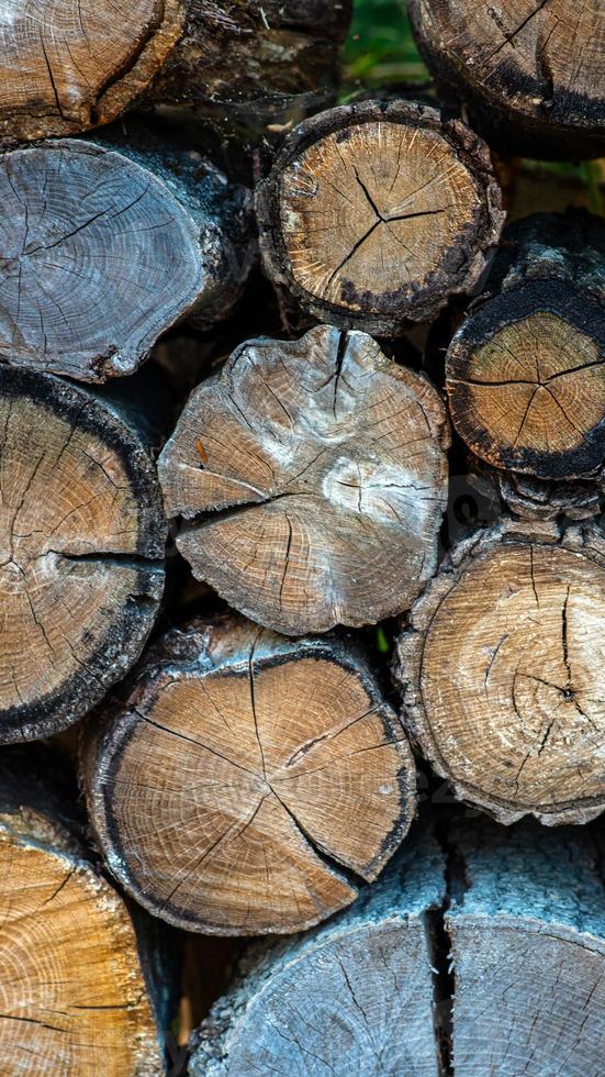 Background With Large Woodpile In The Summer Forest From Sawn Old Big Pine And Spruce De-barked Logs For Forestry Industry photo