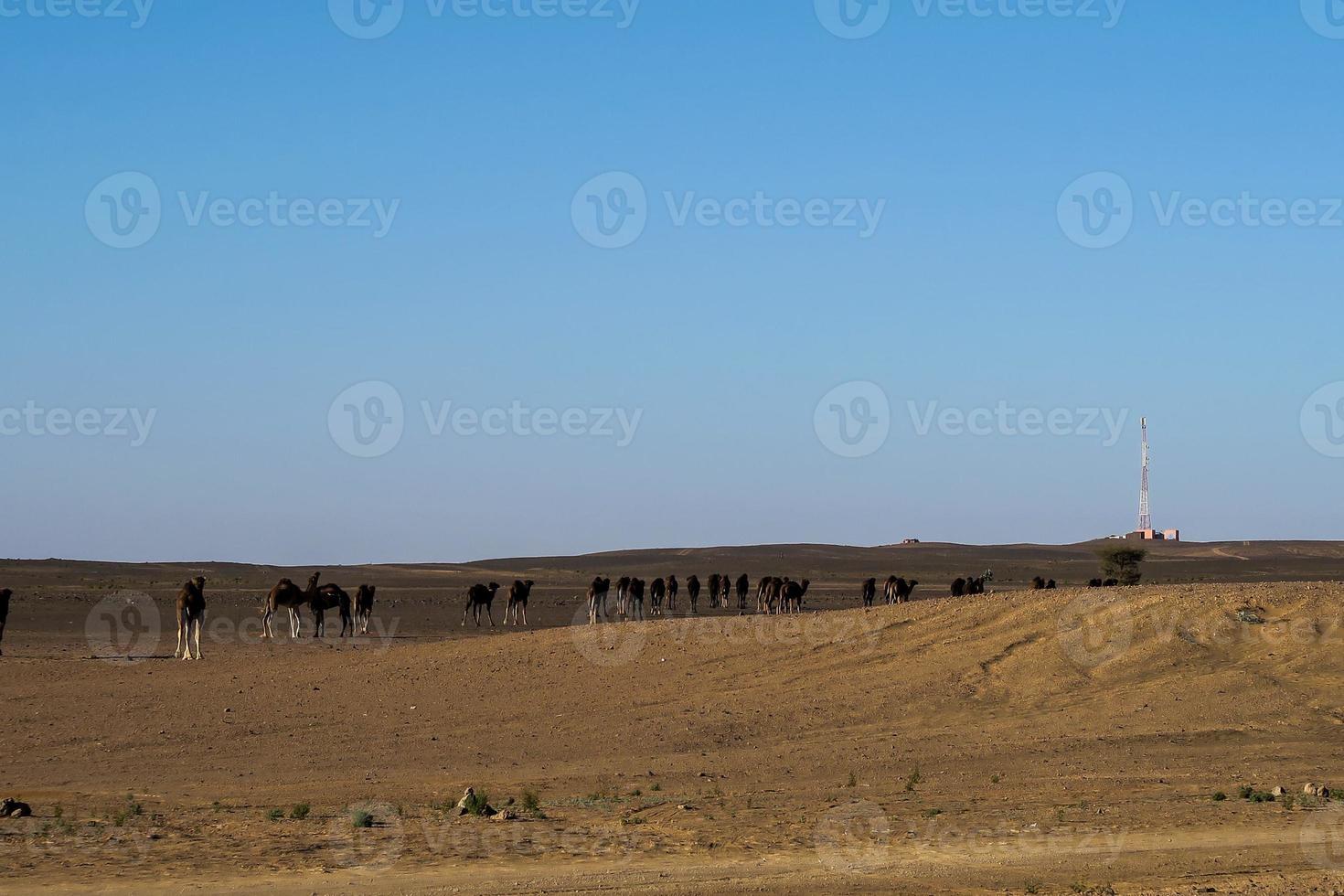 Scenic desert landscape photo