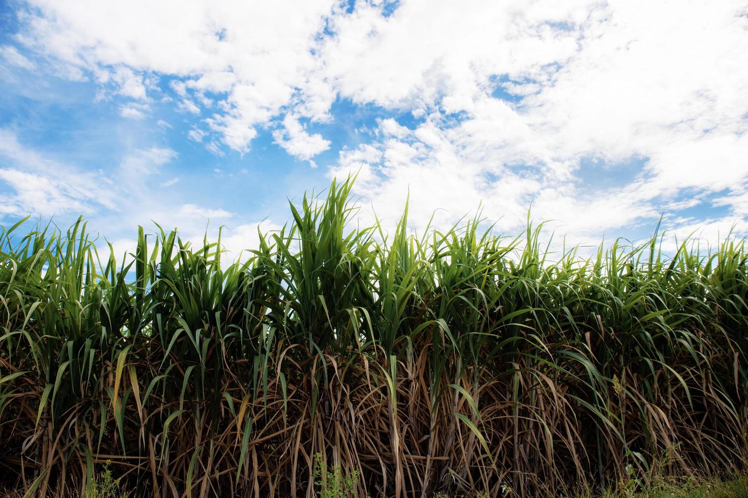 Sugarcane on field with blue sky. photo