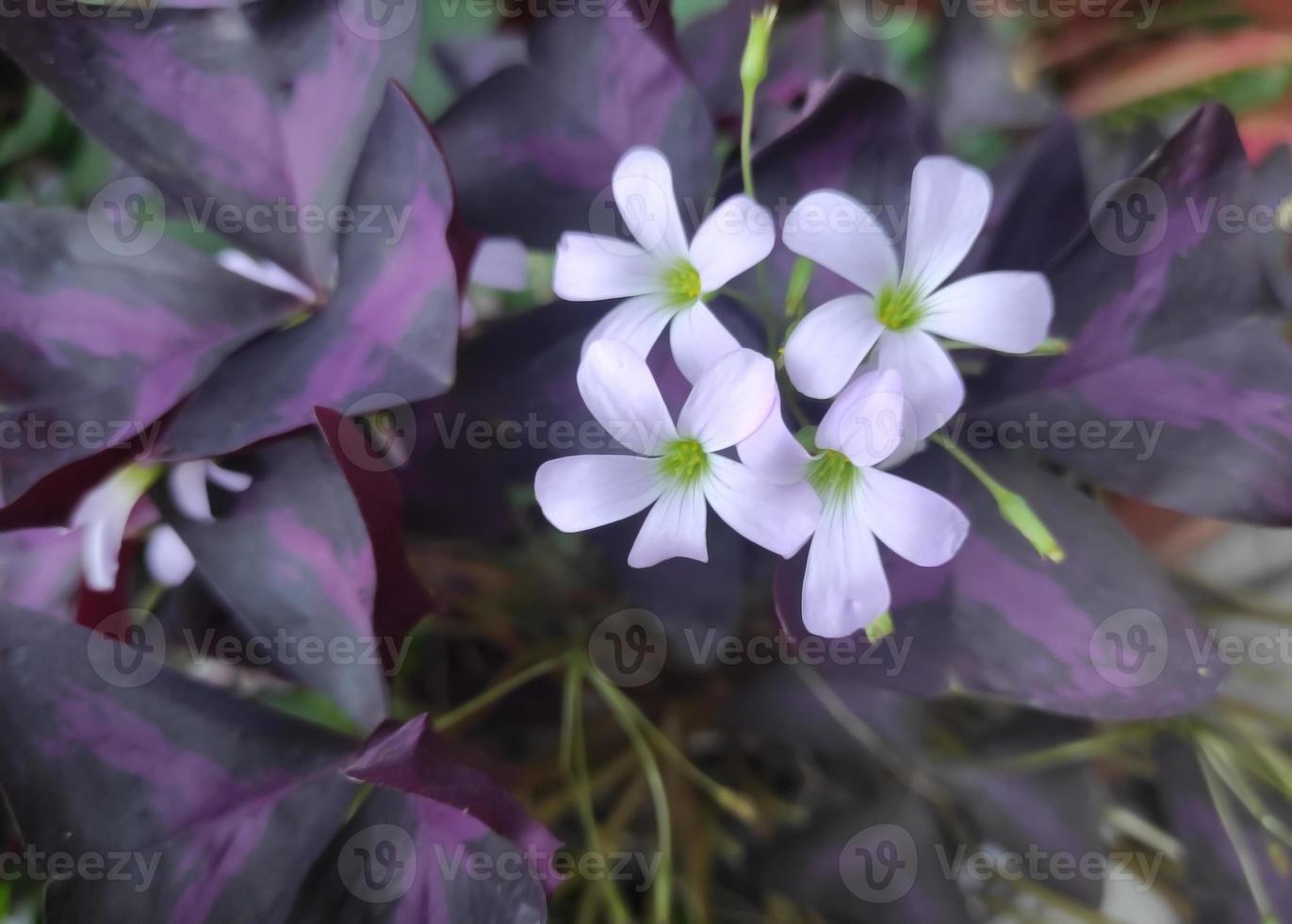 Oxalis triangularis or commonly called purple shamrocks has a triangular leaf shape that resembles a butterfly flower photo