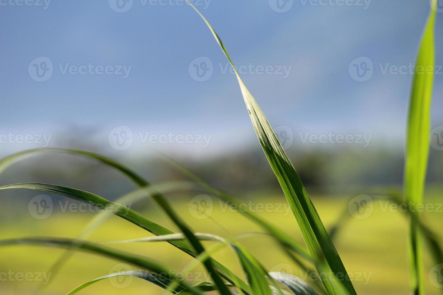 Pennisetum purpureum grass or elephant grass commonly use as ruminant feed photo