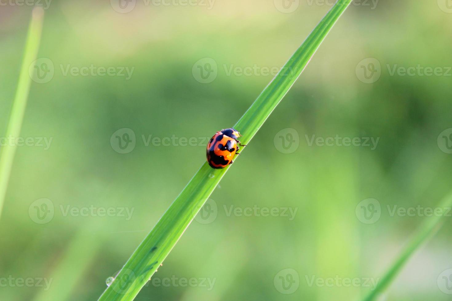 A ladybug is on the grass in the meadow photo