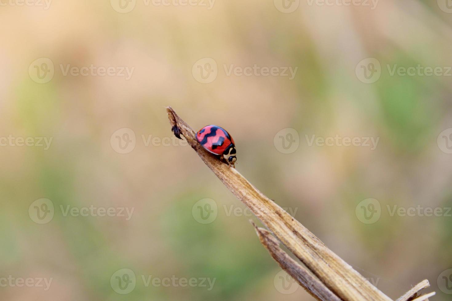 un mariquita es en un roto madera en el campo foto