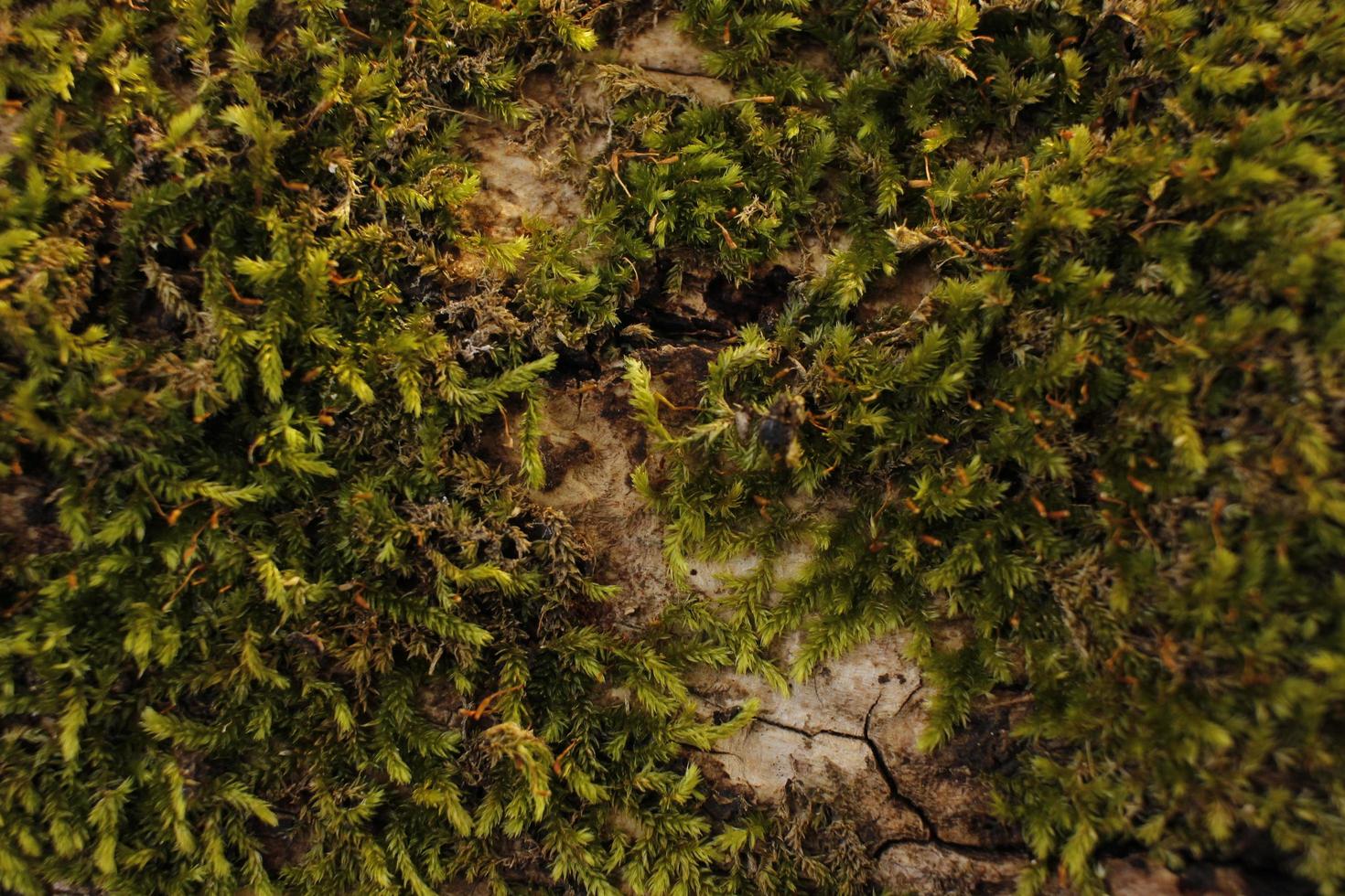 Closeup of moss attached to a tree trunk photo