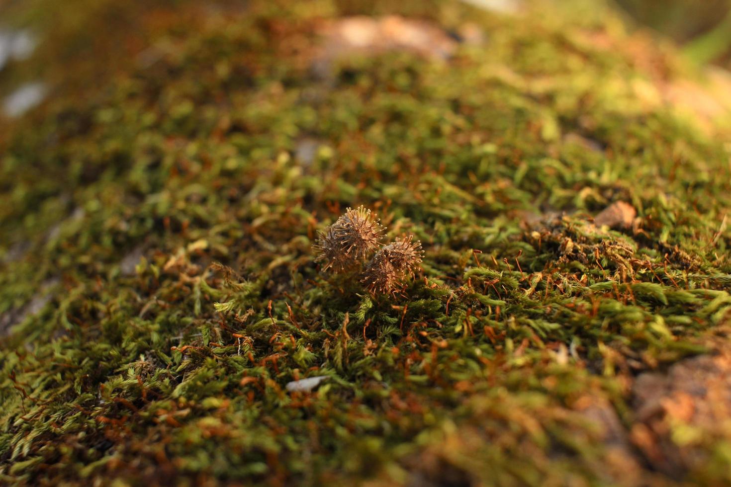 Closeup of moss attached to a tree trunk photo