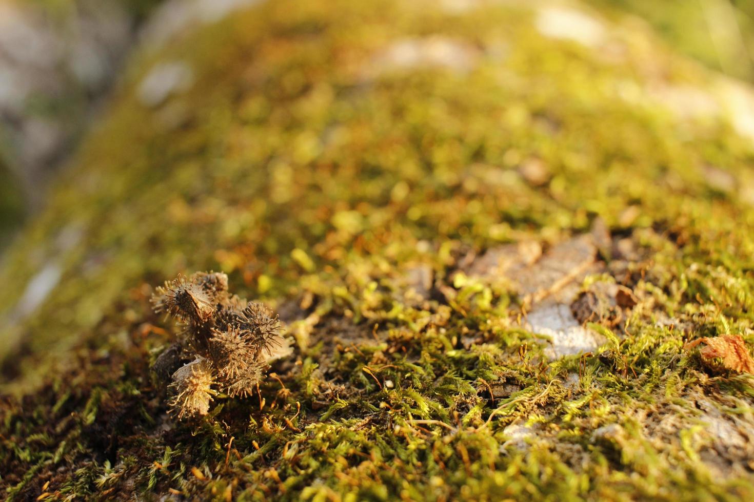Closeup of moss attached to a tree trunk photo