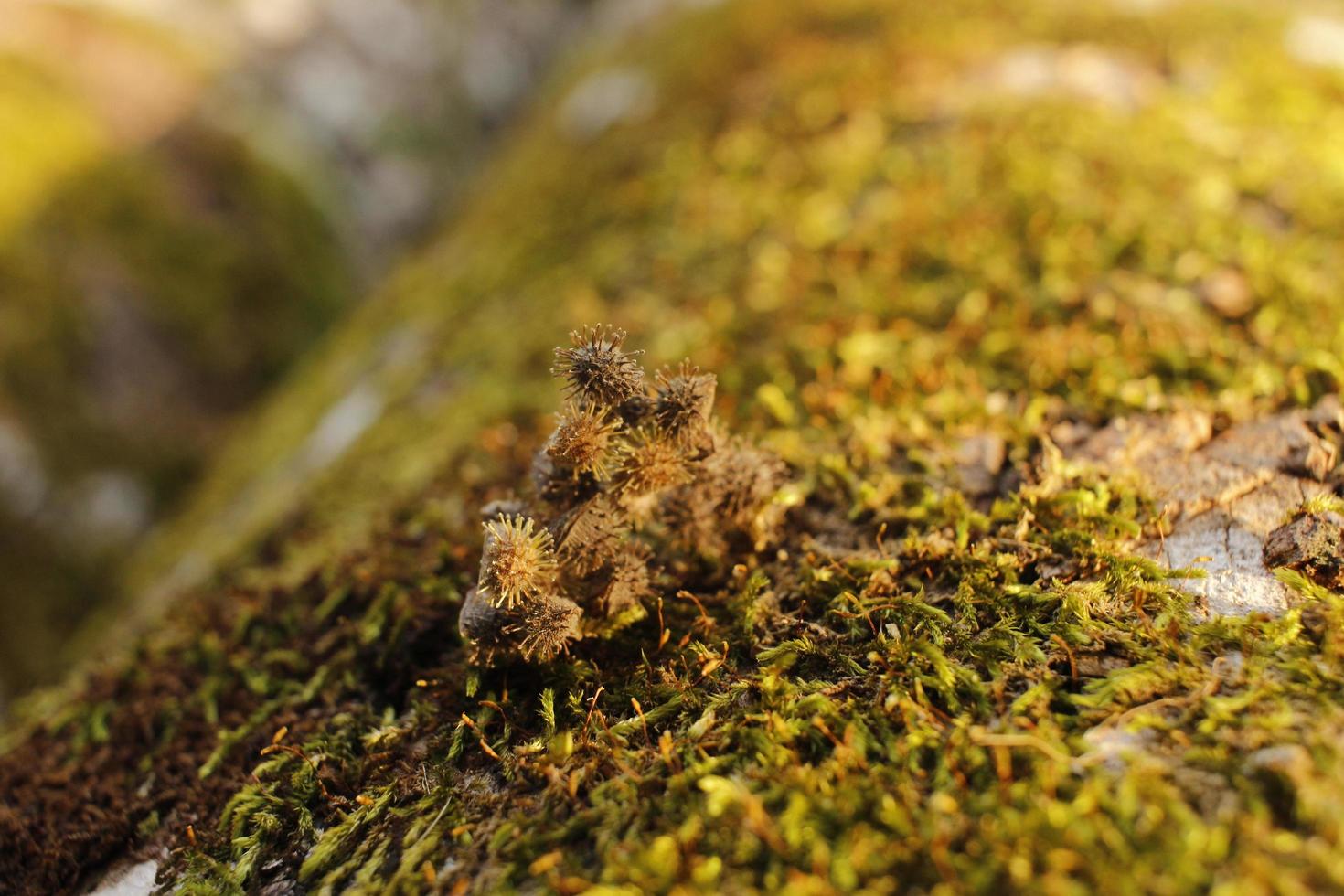 Closeup of moss attached to a tree trunk photo